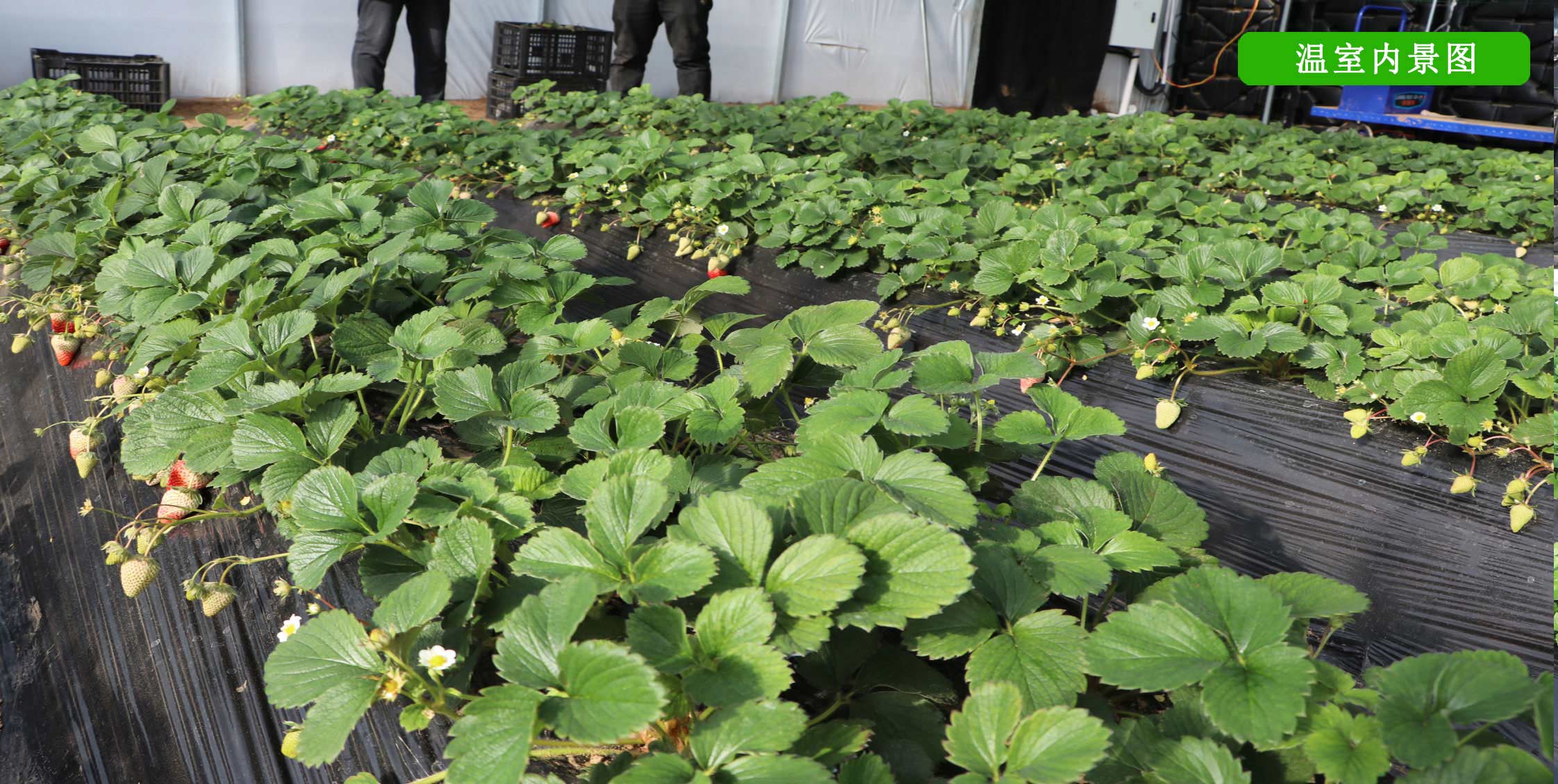 2、冬室夏棚網頁_13切.jpg 2、冬室夏棚網頁_13切.jpg